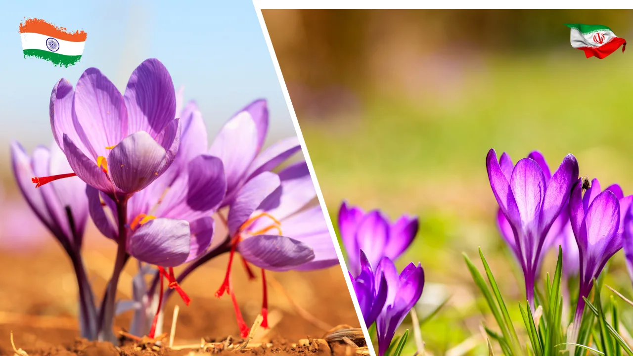 Kashmiri Saffron vs Iranian Saffron: 2025 Quality Comparison Guide
