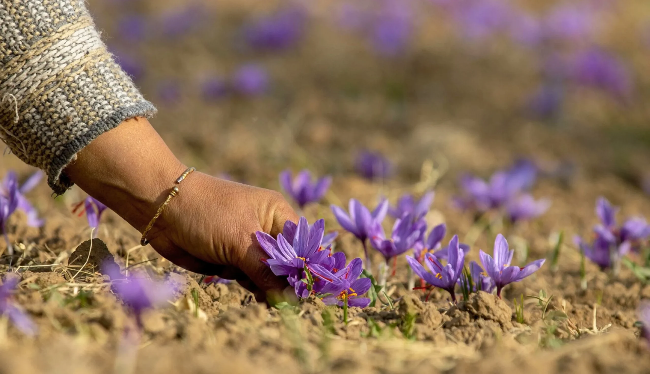 Kashmiri farmers handpicking saffron at dawn in Pampore - traditional crocus harvest