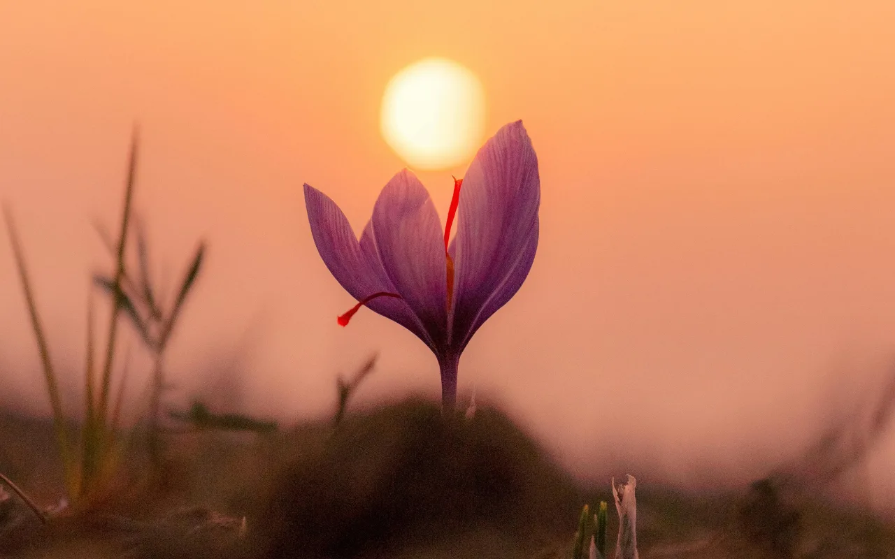 How to Grow Saffron at Home in India: A Complete Beginner's Guide