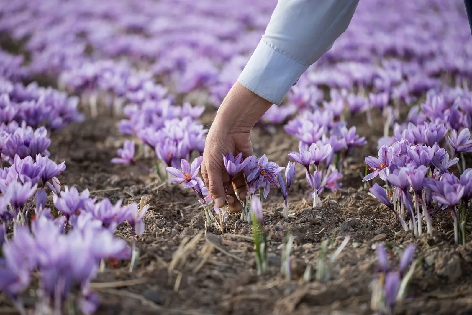 Kashmiri Saffron vs Spanish Saffron: Which Is Actually Better?