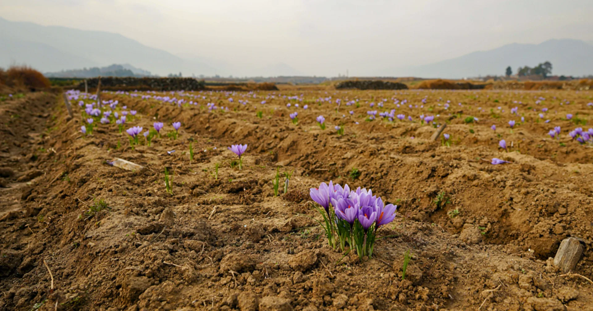 Climate Change and Kashmir Saffron Farming: What Growers Face