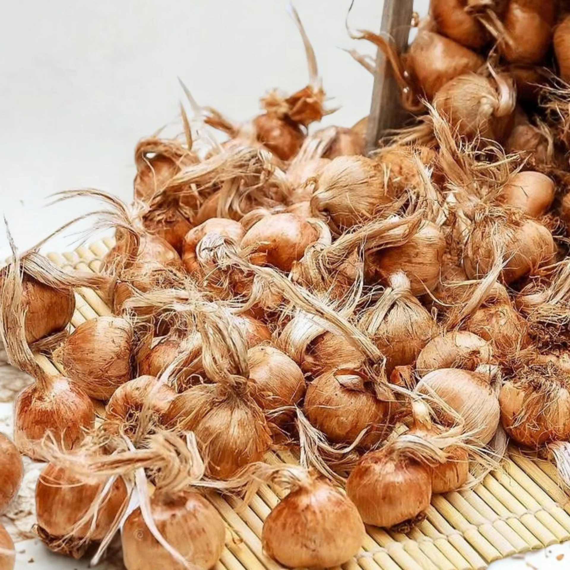 Top Quality Kashmiri Saffron Bulbs (Corms)