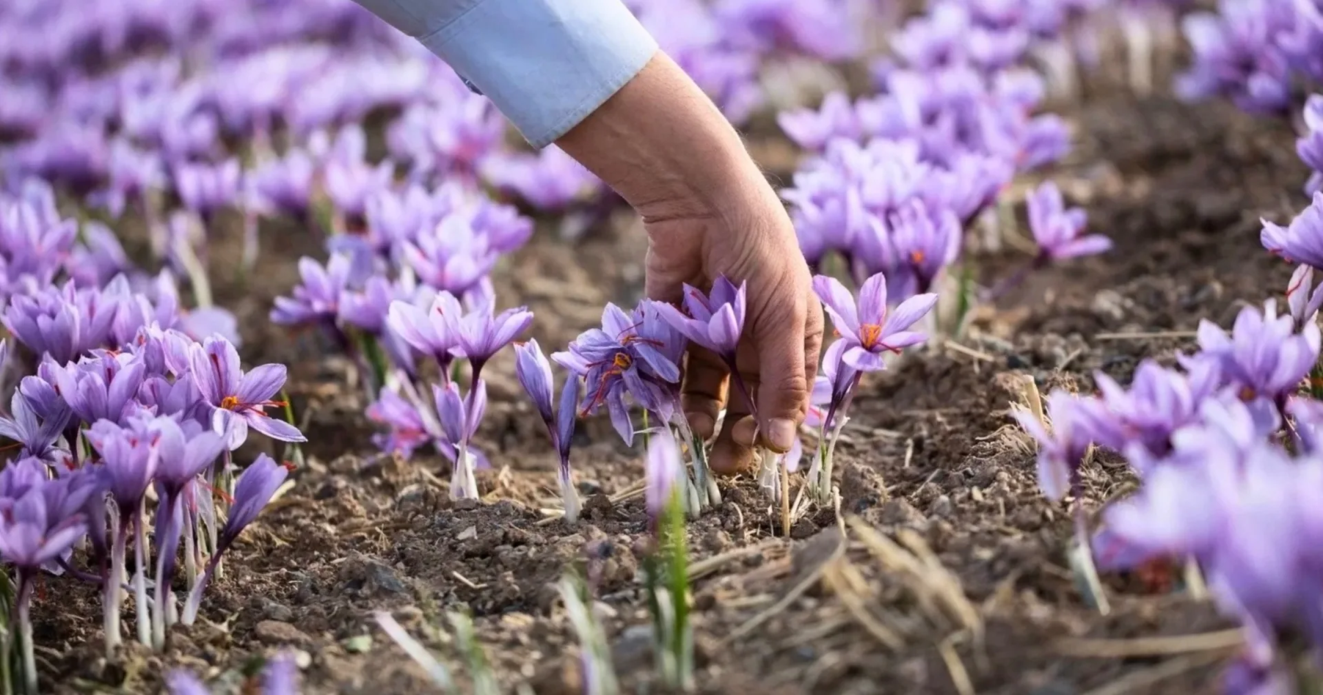 Saffron Flowers traditionally picked by hand in the early morning