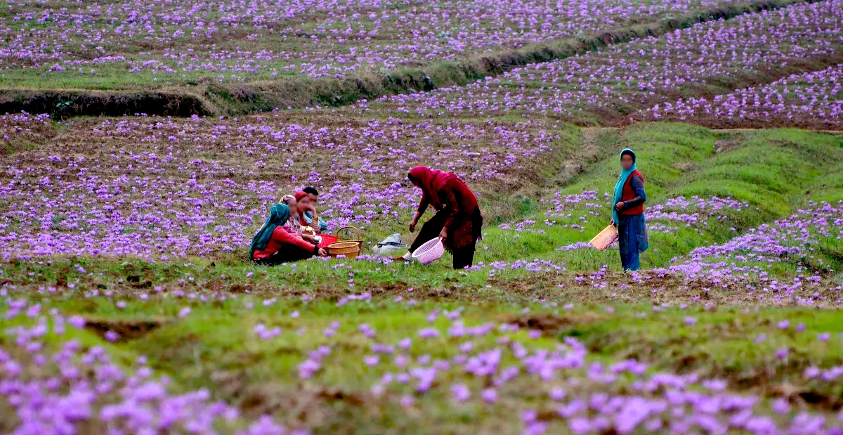 Saffron in Culture and Tradition: The Story of Kashmiri Saffron