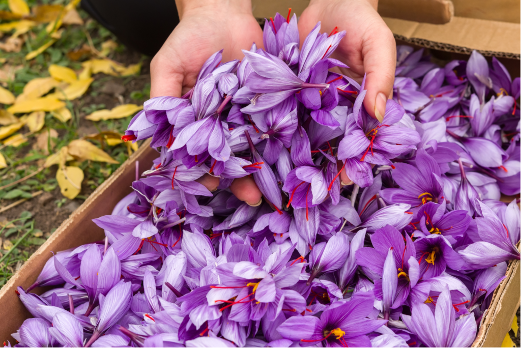 Kesar: Price Trends and Market Insights for High-Quality Saffron