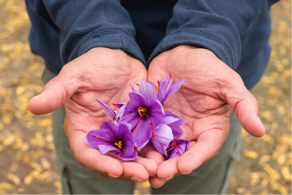 Red Gold Spice: The Treasured Saffron of Kashmir