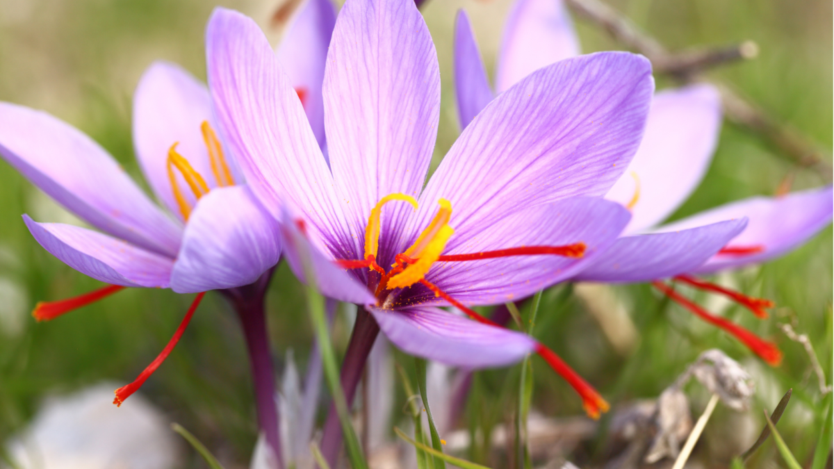 Saffron Fields of Kashmir: A Journey Through the Valley of Gold