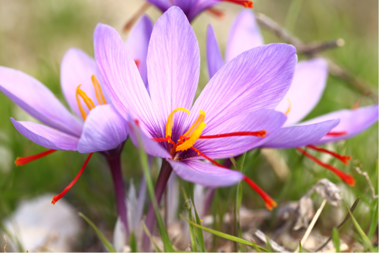 Saffron Fields of Kashmir: A Journey Through the Valley of Gold