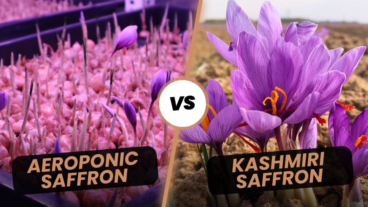 Aeroponic Saffron Farming vs Natural Kashmiri Saffron
