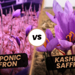 Aeroponic Saffron Farming vs Natural Kashmiri Saffron