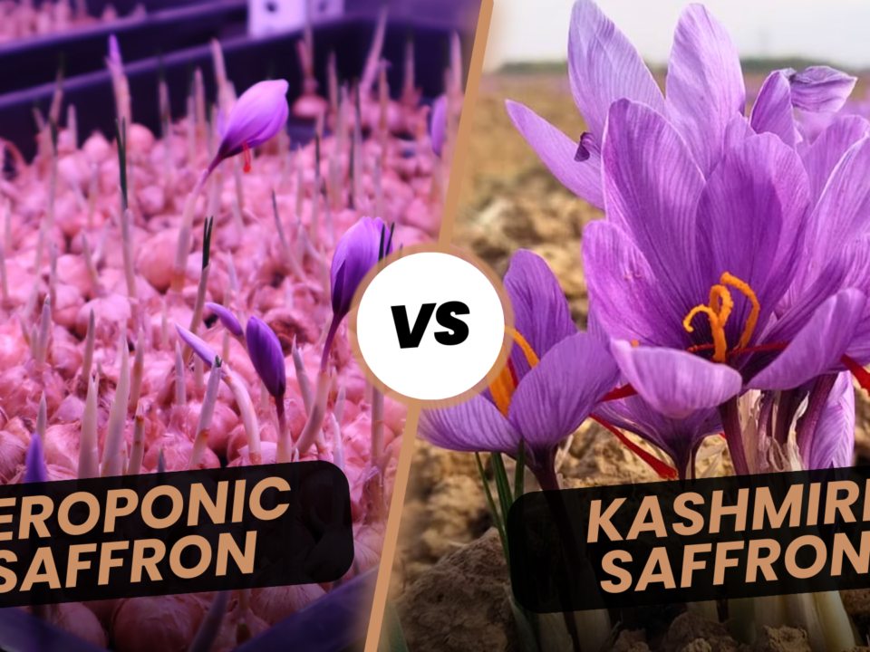 Aeroponic Saffron Farming vs Natural Kashmiri Saffron