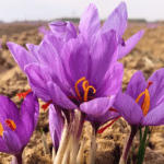health benefits of saffron
