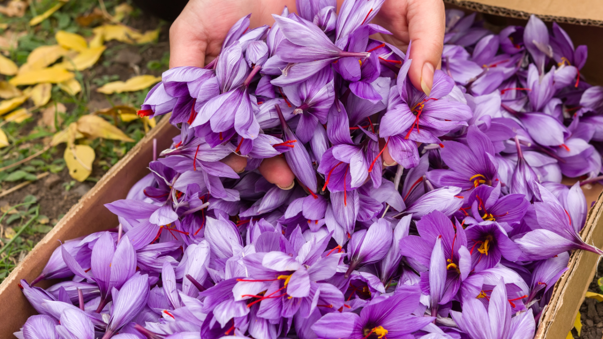 How to Identify Authentic Kashmiri Saffron