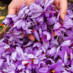 How to Identify Authentic Kashmiri Saffron