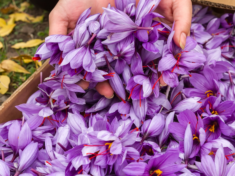 How to Identify Authentic Kashmiri Saffron