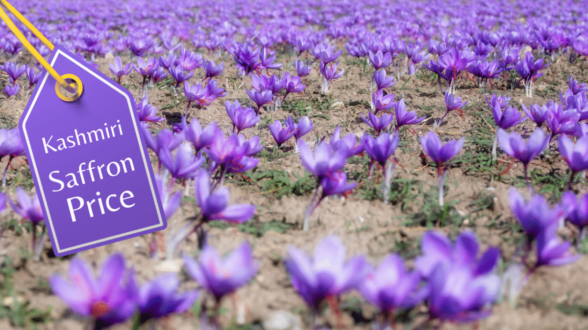 Kashmiri Saffron Price 2025 guide