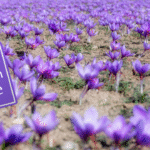 Kashmiri Saffron Price 2025 guide