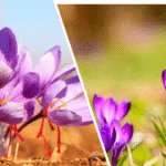 Kashmiri Saffron vs Iranian Saffron 2025