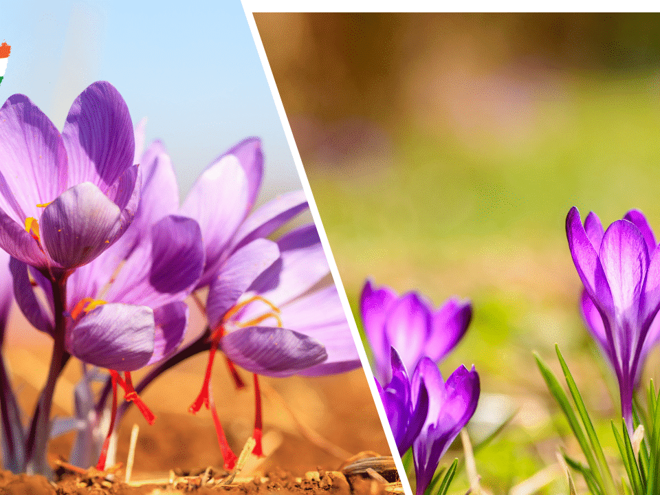 Kashmiri Saffron vs Iranian Saffron 2025
