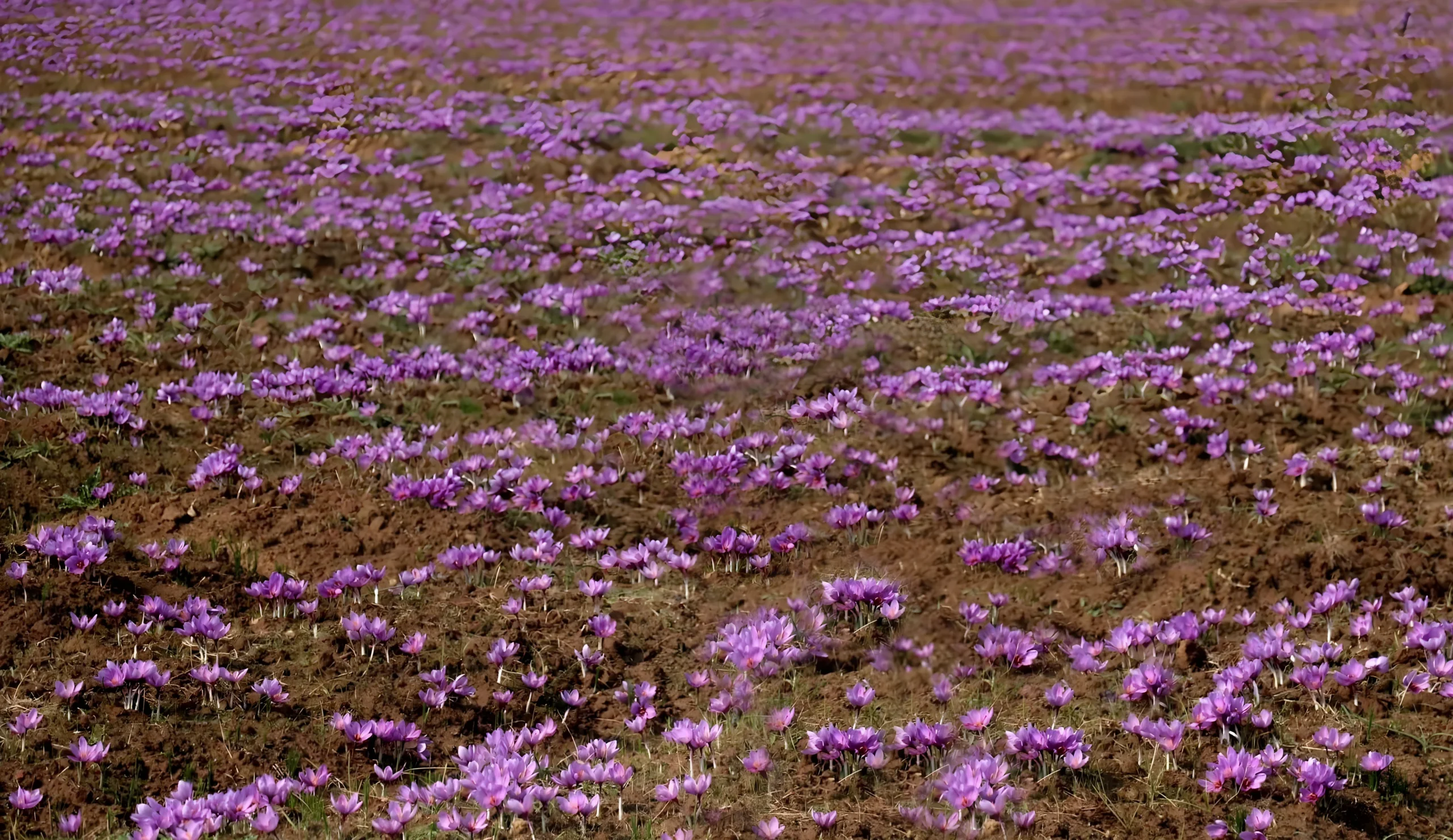 Saffron fields in Pampore Kashmir during harvest - purple crocus flowers at 1600m altitude